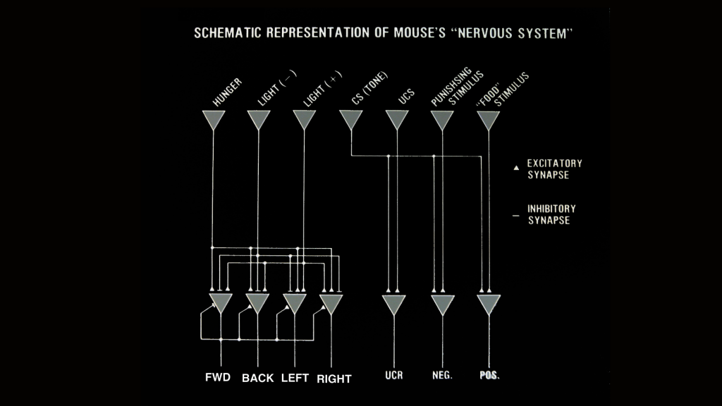 Mouse's nervous system copy